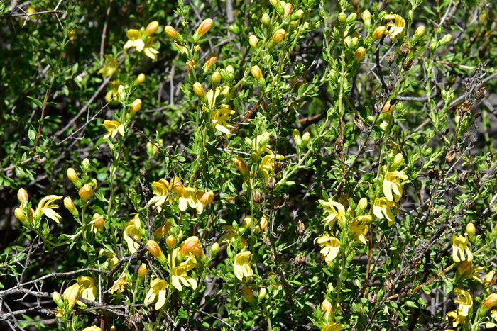 Snapdragon Penstemon grows in desert upland and mountain ranges in chaparral and juniper communities. Keckiella antirrhinoides